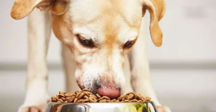 Cách Chăm Sóc Chó Về Dinh Dưỡng