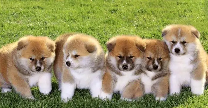 Cách Chăm Sóc Chó Cảnh Cho Bạn Trẻ Bận Rộn