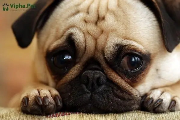 Bệnh Đường Ruột Ở Chó Là Gì? Có Nguy Hiểm Không?