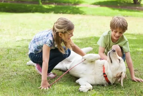 Rèn Luyện Thể Chất Cho Chó