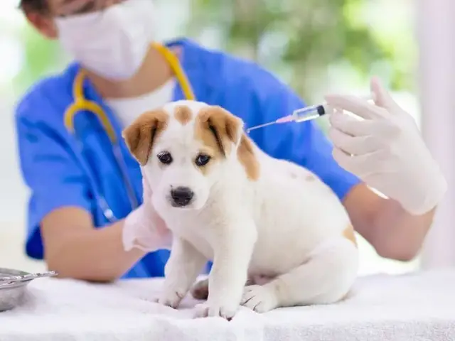 Tiêm Phòng Cho Chó
