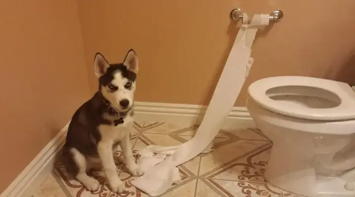 Cách Huấn Luyện Chó Husky