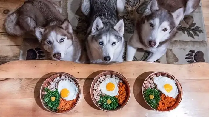 Chó Ngáo Husky Ăn Gì?