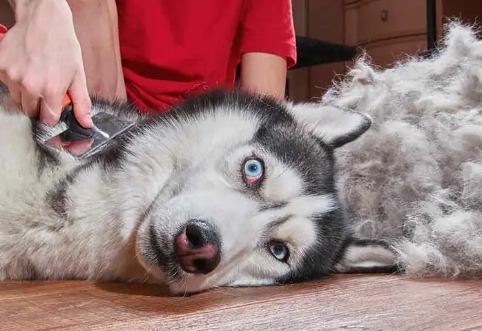 Cách Tắm, Cắt Tỉa Lông, Grooming Chó Husky