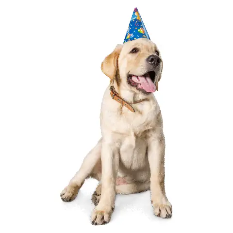 Tính Cách Chó Tha Mồi Labrador