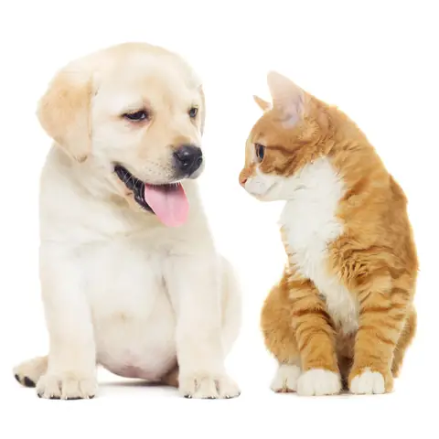 Khi Nuôi Nhiều Chú Chó, Hãy Cân Nhắc Kỹ Về Tính Cách, Sự Khác Biệt Về Kích Thước Và Tuổi Tác