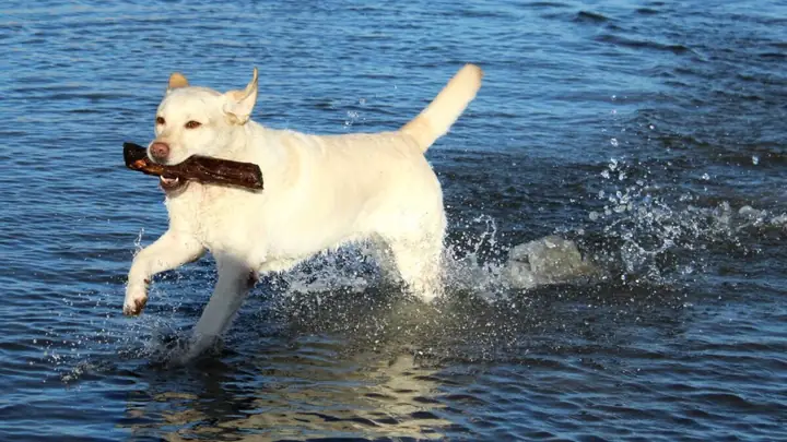 Nguồn Gốc Tại Canada Và Phát Triển Ở Anh | Là Giống Chó Săn Chim Nổi Tiếng Với Khả Năng Bơi Lội.