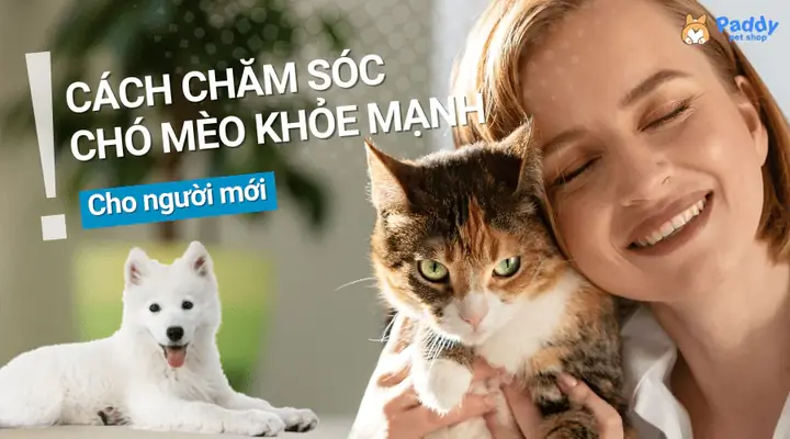Nguyên Tắc Để Chăm Sóc Chó Mèo Khỏe Mạnh Bạn Cần Biết