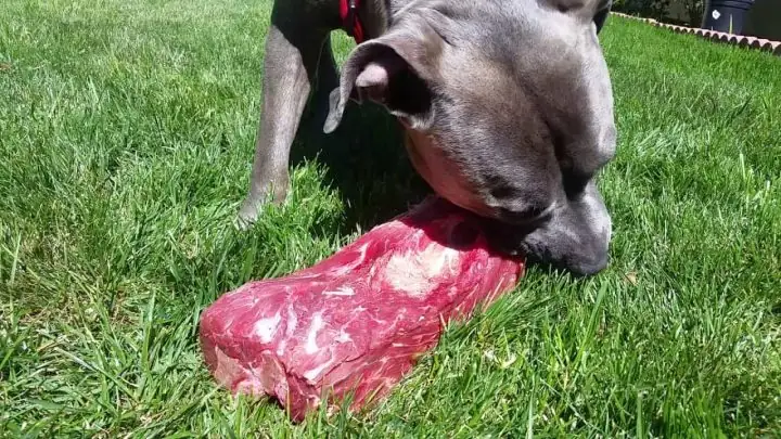 Chế Độ Dinh Dưỡng Cho Chó Pitbull Con