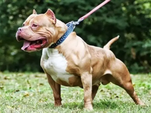 Huấn Luyện Chó Pitbull Con Hiệu Quả