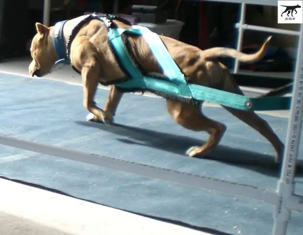 Cách Chăm Sóc Chó Pitbull Con