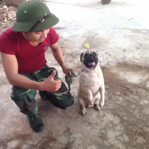 Cách Chăm Sóc Chó Pug Luôn Khỏe Mạnh