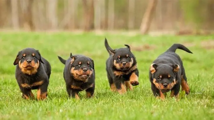 Chế Độ Dinh Dưỡng Của Rottweiler Theo Giai Đoạn