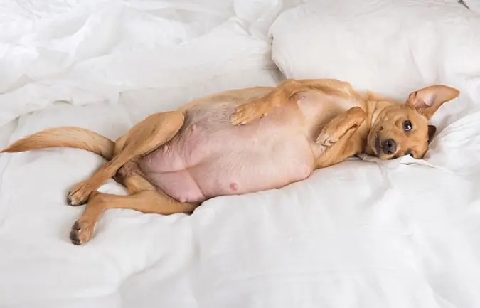 Kiểm Tra Thú Y Định Kỳ