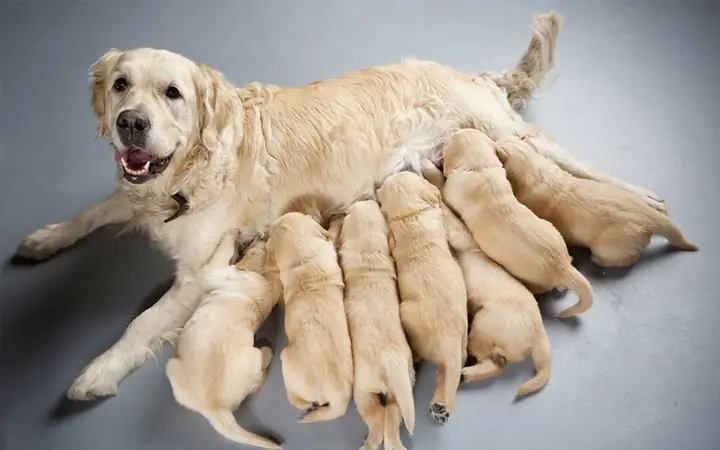 2cách Chăm Sóc Chó Sơ Sinh