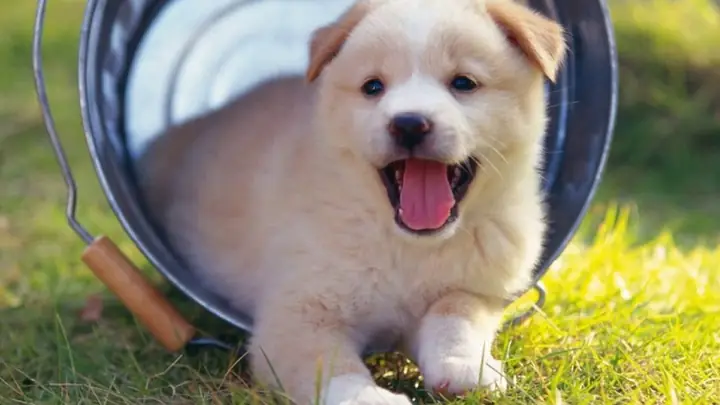 3cách Huấn Luyện Chó Con Chi Tiết Nhất