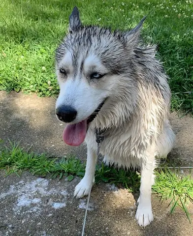 Tắm Cho Chúng Thường Xuyên Tắm Cho Chúng Thường Xuyên