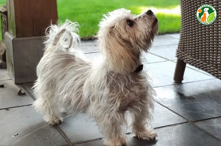 Rụng Lông Do Bệnh Lý Nội Tiết