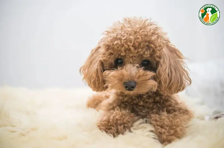 Chó Poodle Có Rụng Lông Không?