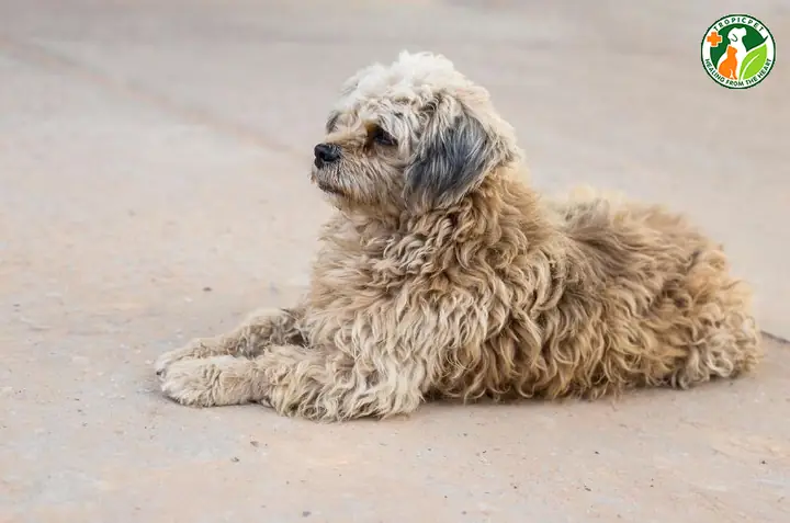 Rụng Lông Do Chăm Sóc Không Đúng Cách