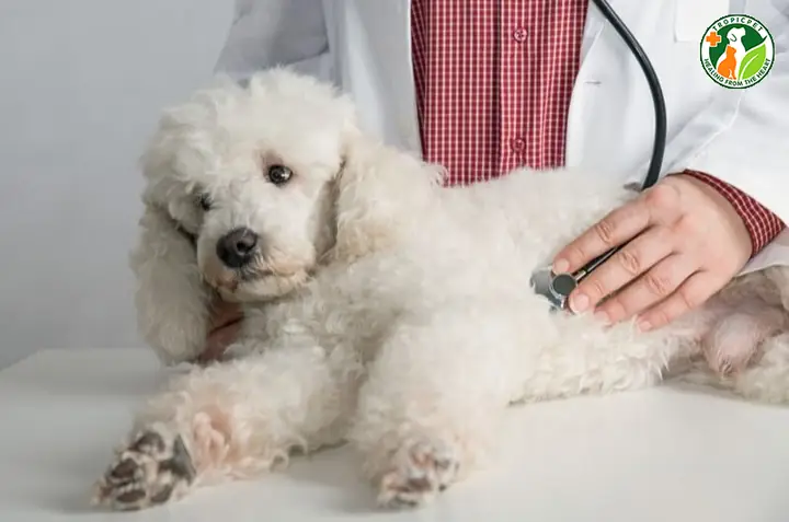 Đưa Thú Cưng Đến Cơ Sở Thú Y Để Kiểm Tra Sức Khoẻ