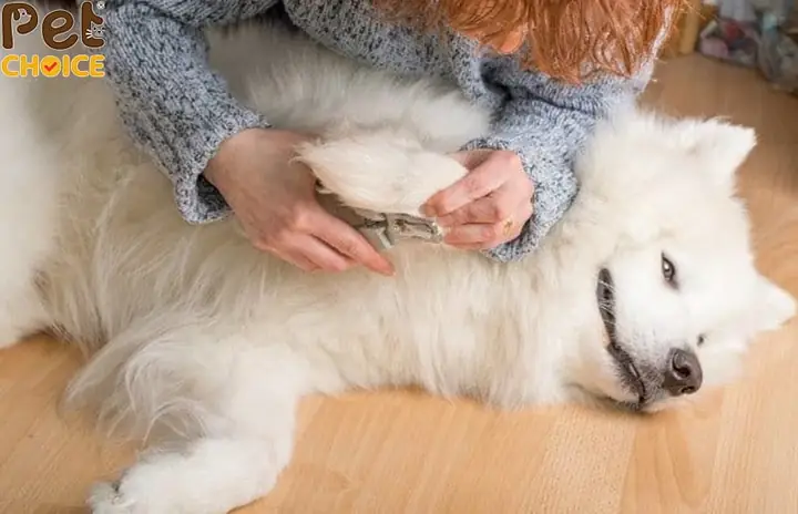 Chăm Sóc Hàng Tuần