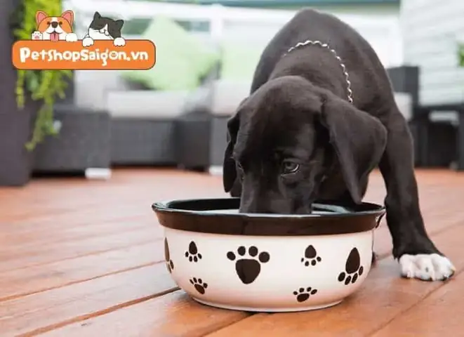 Cách Ngâm Hạt Cho Chó Con