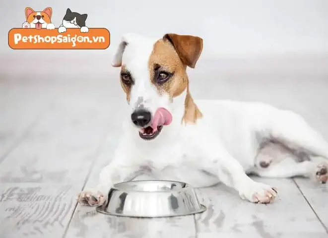 Lợi Ích Sức Khỏe Của Việc Ngâm Hạt Cho Chó Con