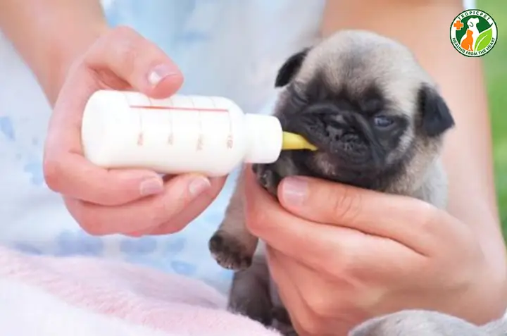 Lưu Ý Quan Trọng Khi Pha Sữa Cho Chó Con Mới Đẻ