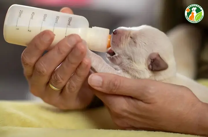 Chó Con Mới Đẻ Uống Sữa Gì?