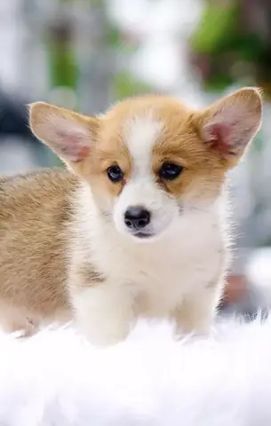 Cách Tính Ngày Phối Giống Cho Chó Corgi Chuẩn Nhất Cách Tính Ngày Phối Giống Cho Chó Corgi Chuẩn Nhất