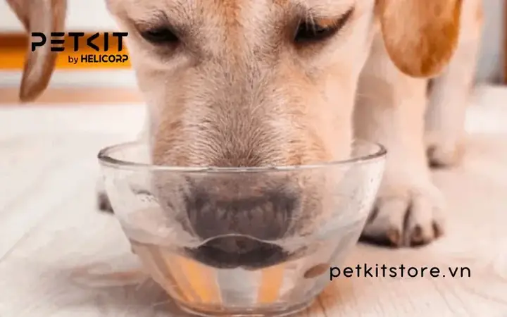 Vì Sao Chó Cần Uống Đủ Nước?