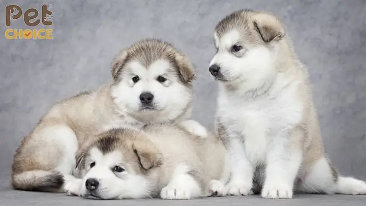 Cách Chơi Với Chó Con: Hướng Dẫn Chi Tiết Từ Chuyên Gia Động Vật Học