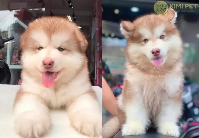 Cách Chọn Chó Alaska Đẹp Và Khỏe Mạnh: Hướng Dẫn Chi Tiết Cách Chọn Chó Alaska Đẹp Và Khỏe Mạnh: Hướng Dẫn Chi Tiết