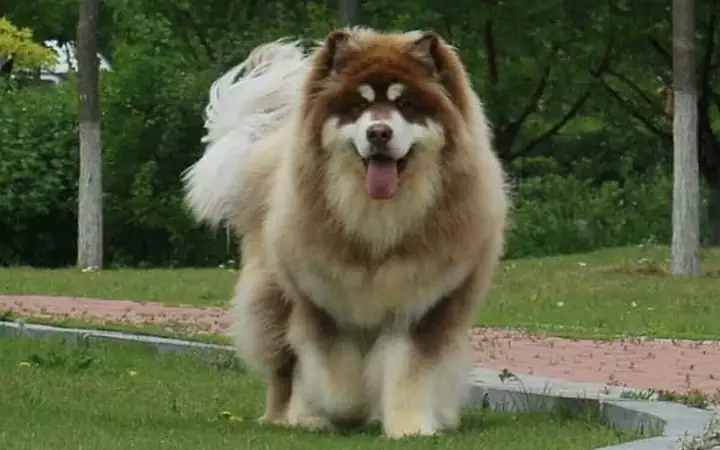 Cách Chọn Chó Alaska Đẹp Và Khỏe Mạnh: Hướng Dẫn Chi Tiết Cách Chọn Chó Alaska Đẹp Và Khỏe Mạnh: Hướng Dẫn Chi Tiết