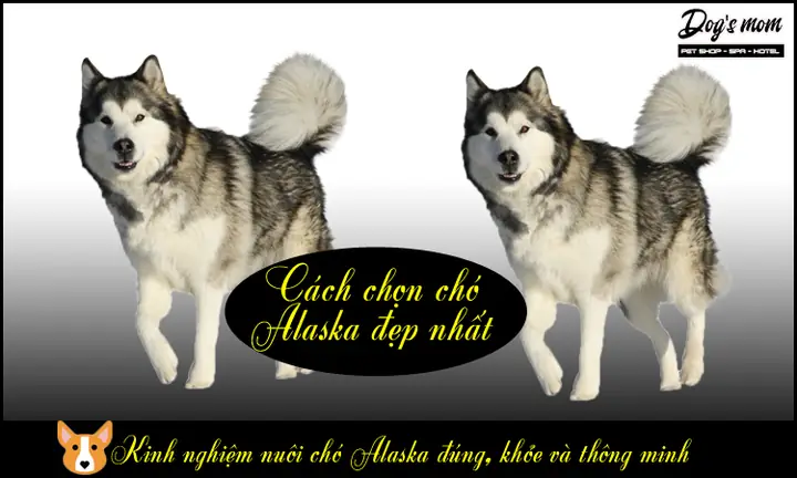 Cách Chọn Chó Alaska Đẹp Và Khỏe Mạnh: Hướng Dẫn Chi Tiết Cách Chọn Chó Alaska Đẹp Và Khỏe Mạnh: Hướng Dẫn Chi Tiết
