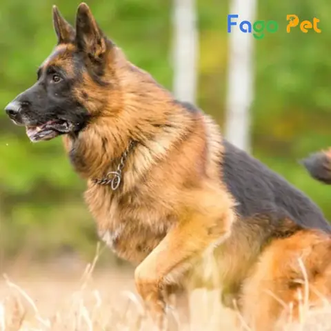 Kích Thước Tiêu Chuẩn Của Chó Becgie