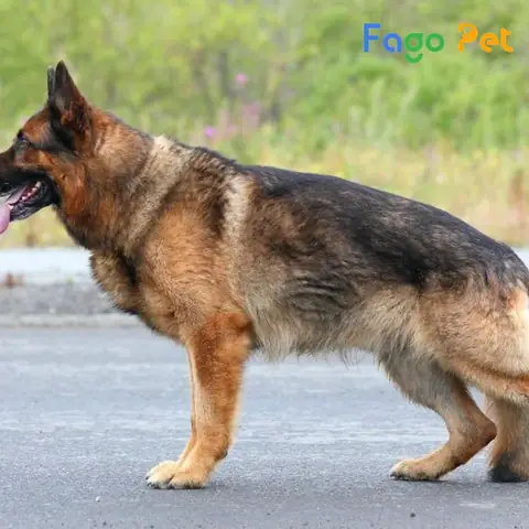 Những Lưu Ý Về Khi Chọn Chó Becgie