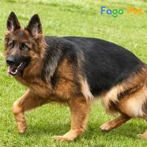 Chọn Chó Becgie Dựa Vào Quan Sát Cách Chuyển Động