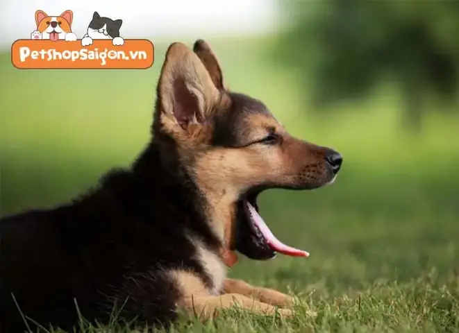 Bảo Vệ Chó Becgie Con Trong Nhà