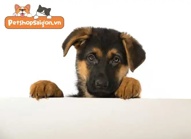 Cách Chọn Chó Becgie Con