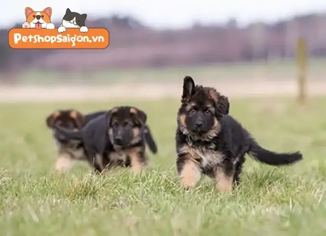 Danh Sách Những Thứ Cần Mua Khi Nuôi Chó Becgie Con