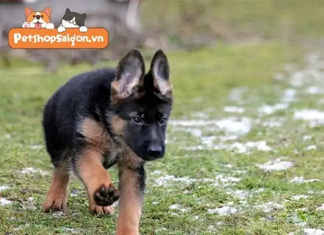 Thông Tin Thú Vị Về Chó Becgie