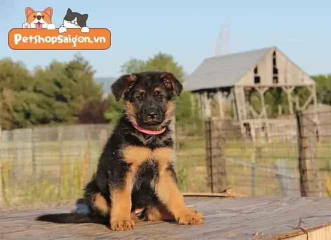 Cẩm Nang Cách Chọn Chó Becgie Con