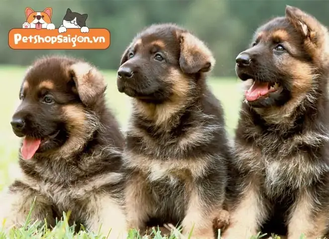 Nên Nhận Nuôi Chó Becgie Trưởng Thành Hay Mua Chó Con?