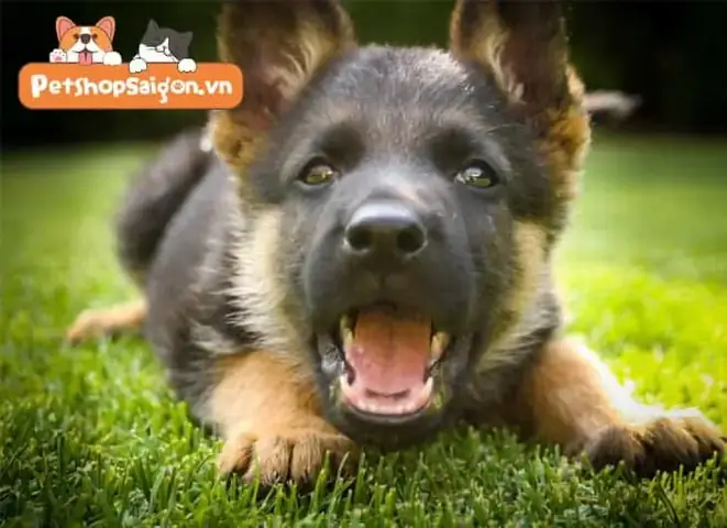 Thông Tin Thú Vị Về Chó Becgie