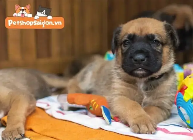 Thông Tin Thú Vị Về Chó Becgie