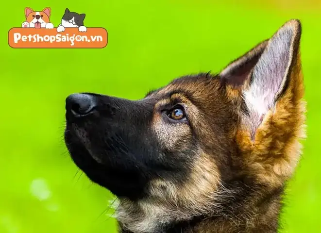 Nên Chọn Chó Becgie Con Từ Bao Nhiêu Tuổi?