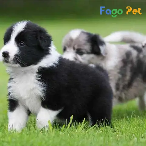 Chọn Chó Dựa Trên Bố Mẹ Chó Border Collie