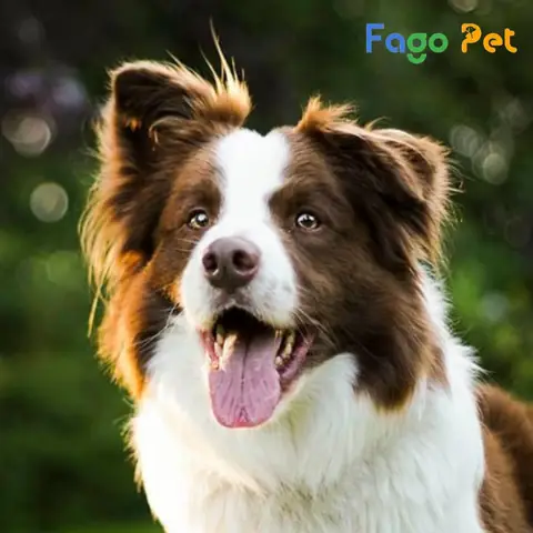 Chọn Nhận Nuôi Chó Từ Các Nơi Nuôi Uy Tín